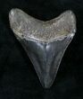 Black Megalodon Tooth - South Carolina #21247-1